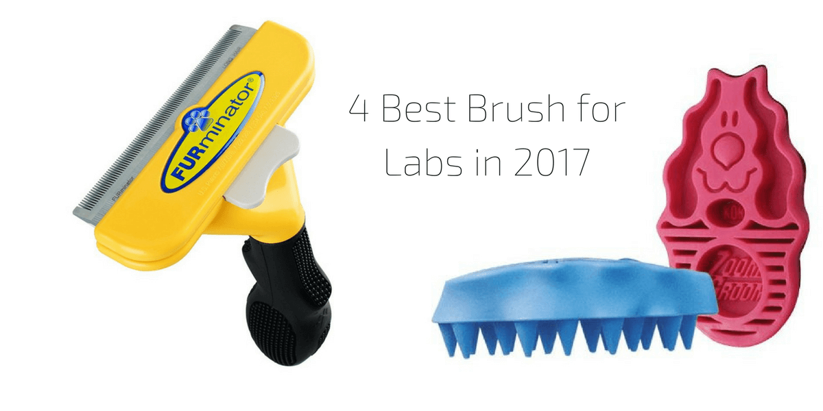 4 Best Brush for Labs in 2018