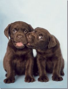 Hearth Melting Red Labrador Puppies Gallery