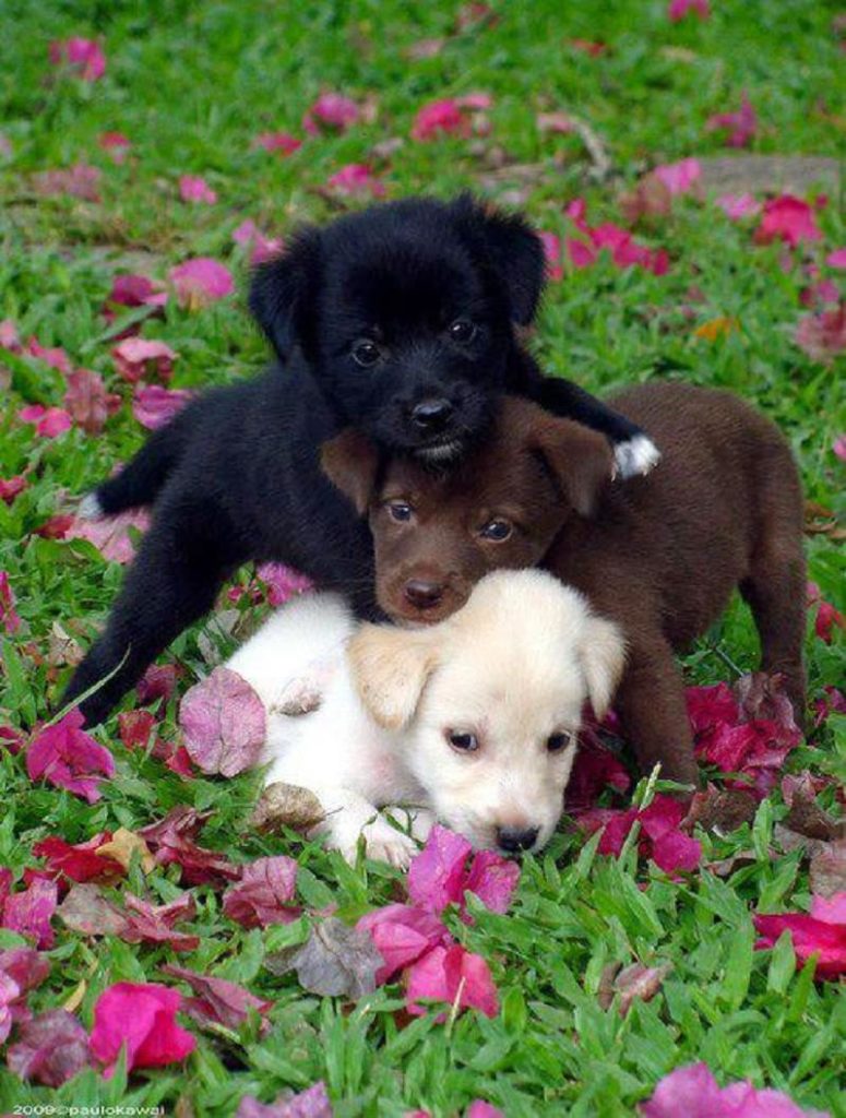 Hearth Melting Labrador Puppies Gallery