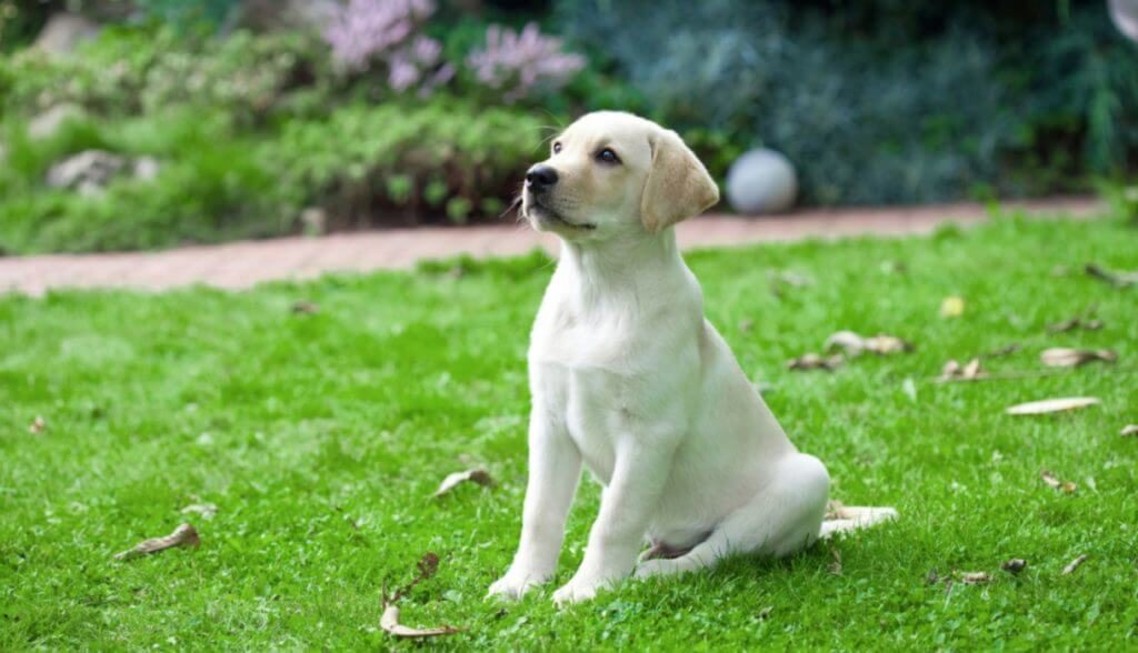 Training your dog to sit
